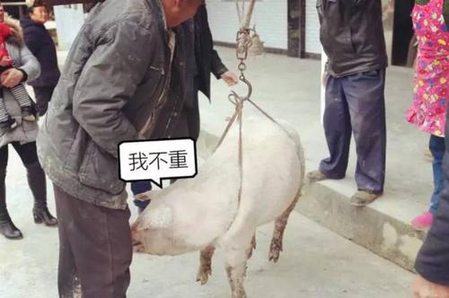 怎样才能牢牢抓住属猪男的心?