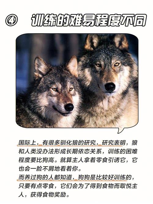 梦见狗咬狼