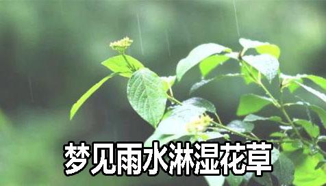 梦见雨水淋湿花草