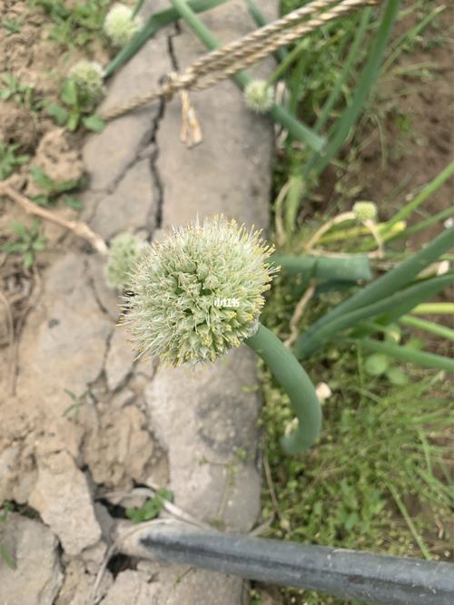 梦见浇菜地是什么意思