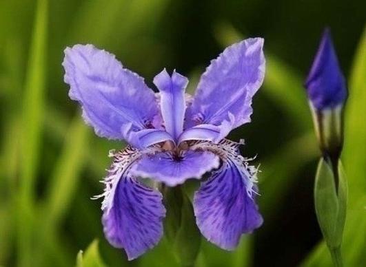 蝴蝶花花语:魅力无限、大方,美丽,浪漫