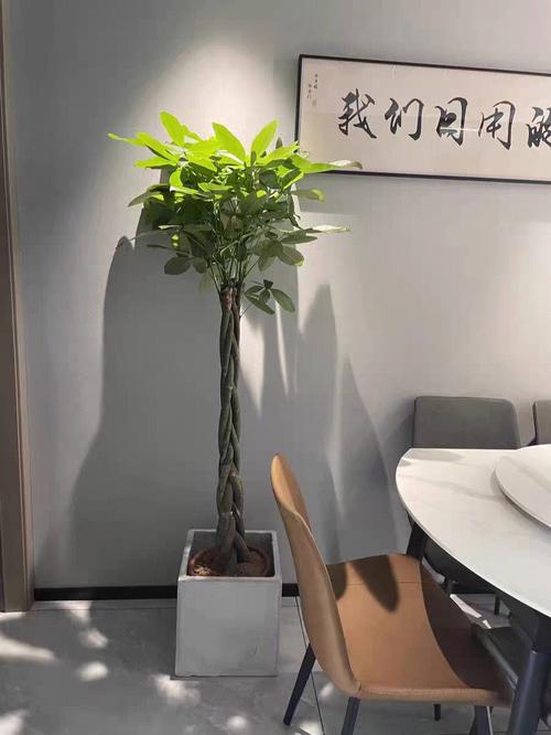 发财树放在卧室哪里好
