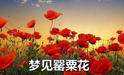 梦见罂粟花怎么回事