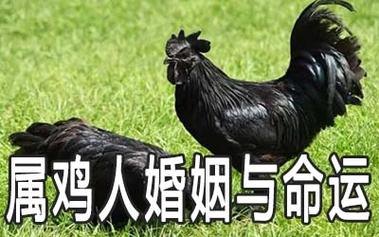为啥属鸡的婚姻不顺利