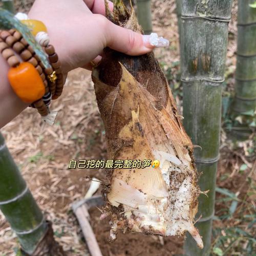 梦见挖笋什么意思