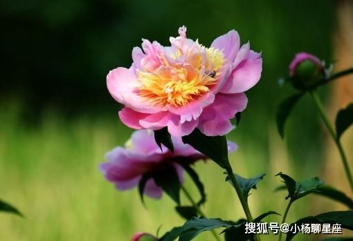 气势汹汹的生肖们