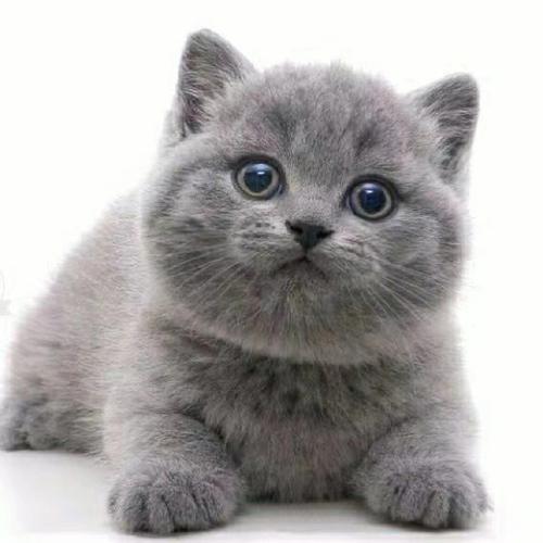 快来选一个 英短蓝猫名字大全