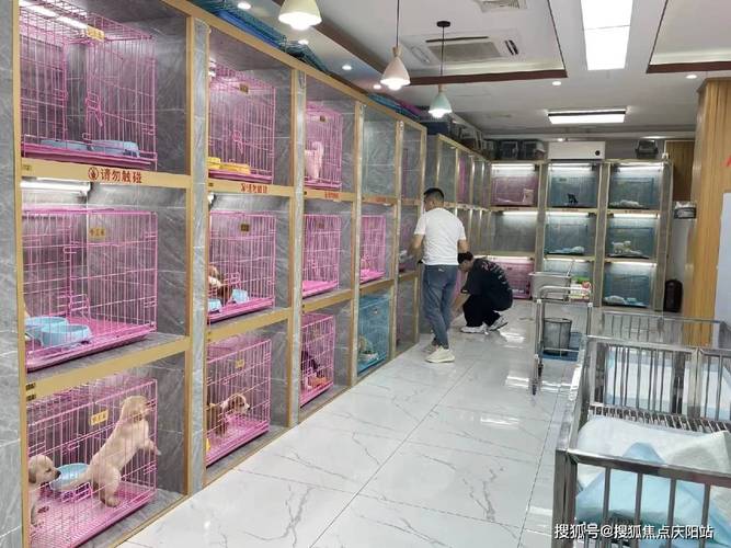 欢脱跳跃的宠物取名字独具匠心