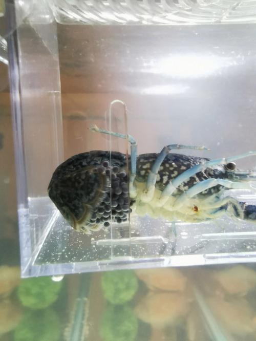 怀孕初期梦见龙虾
