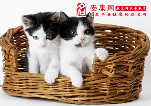 女人梦见自己养的猫