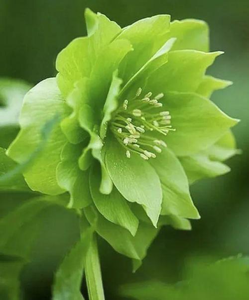 梦见绿色的花
