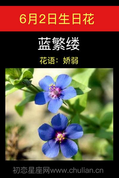 2月6生日花:蓝风信子,生日花语生命