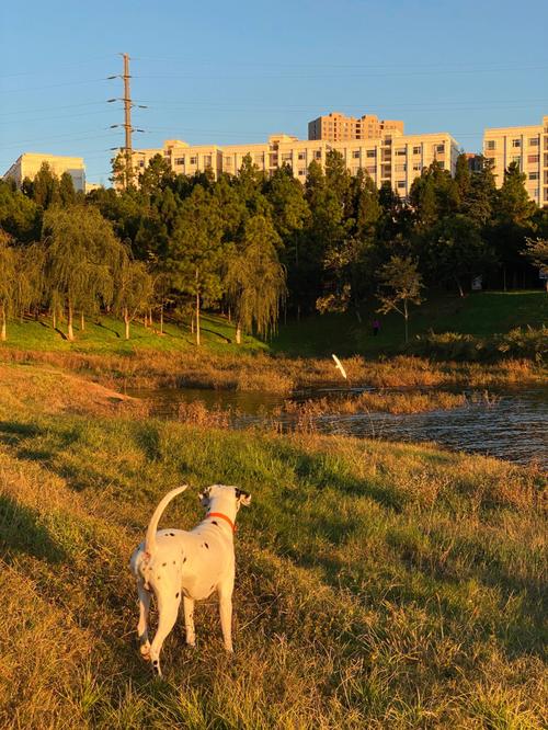 梦见狗抓住个鸟