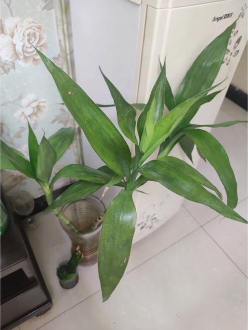 富贵竹长虫子了怎么办?预防虫害有巧法