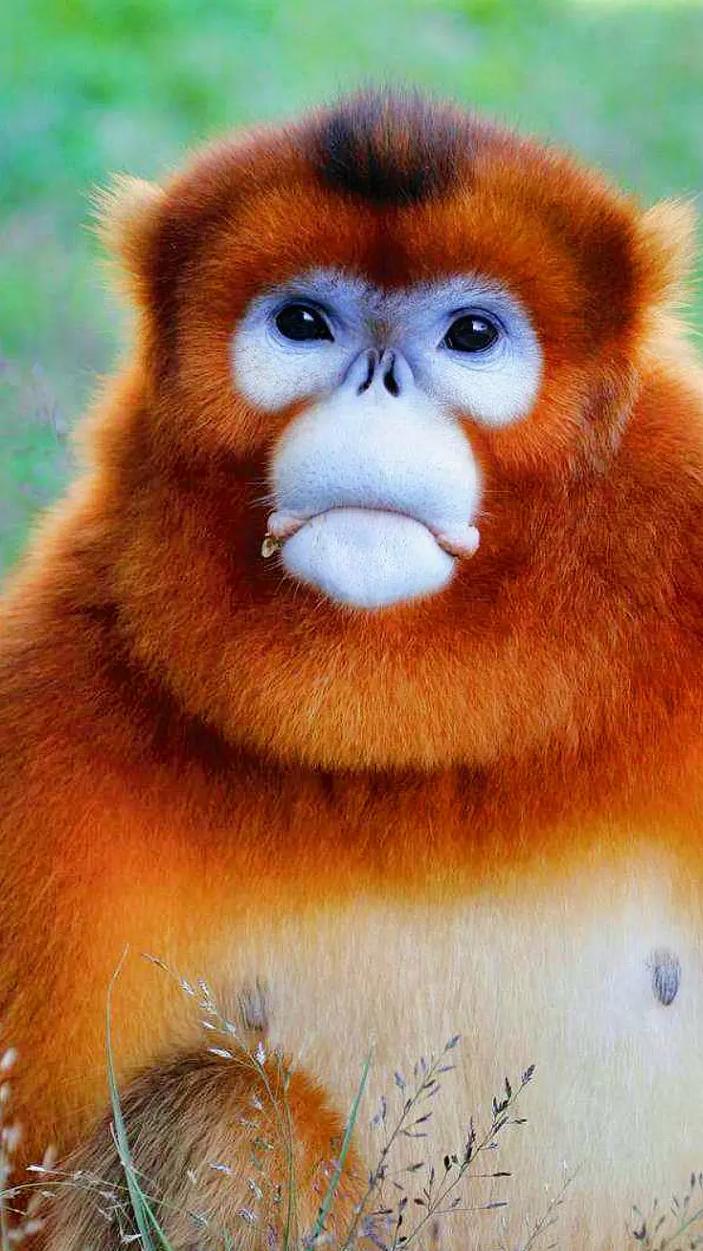 经典给宠物猴子起名字三个字