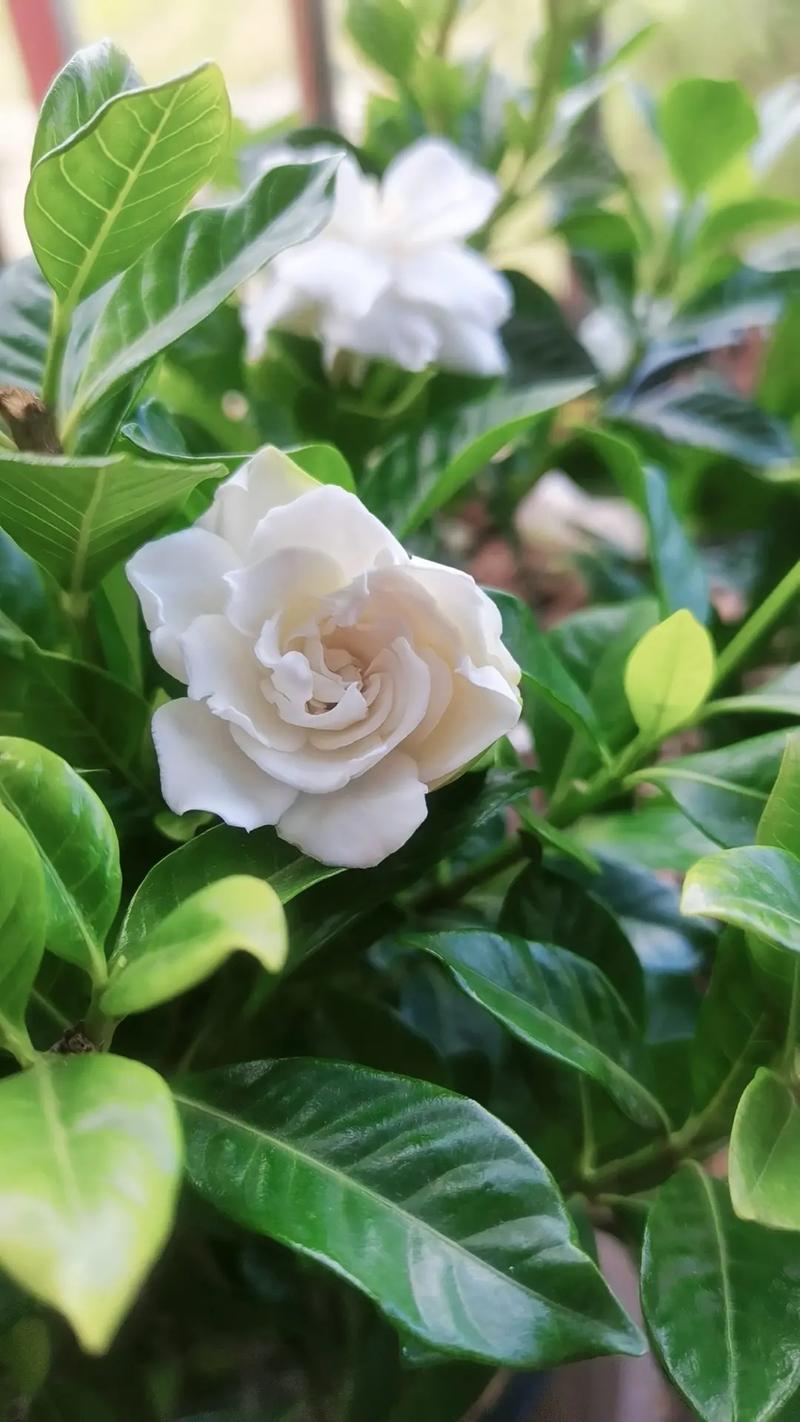 栀子花花语和寓意