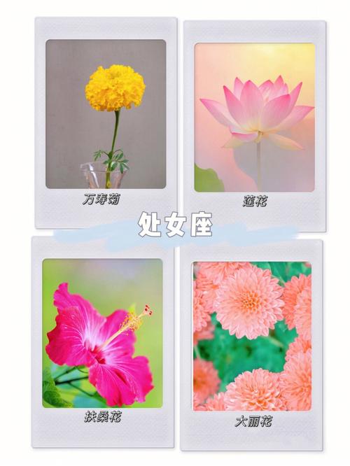 十二星座代表的花