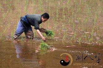 女人梦见栽秧什么意思