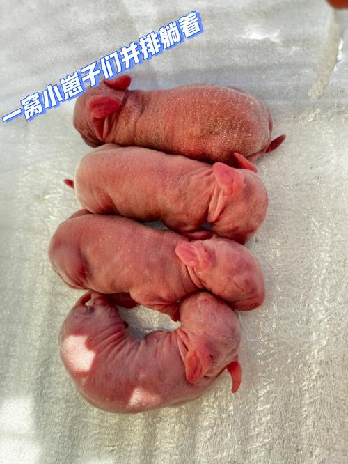 2023年属鸡的生兔宝宝可以吗