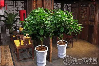 平安树放在客厅什么位置好?最佳风水位