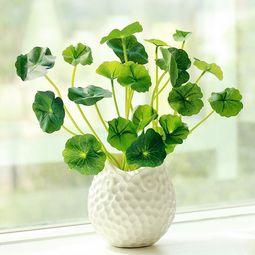 属兔的适合养什么植物,属兔的人种什么花好?