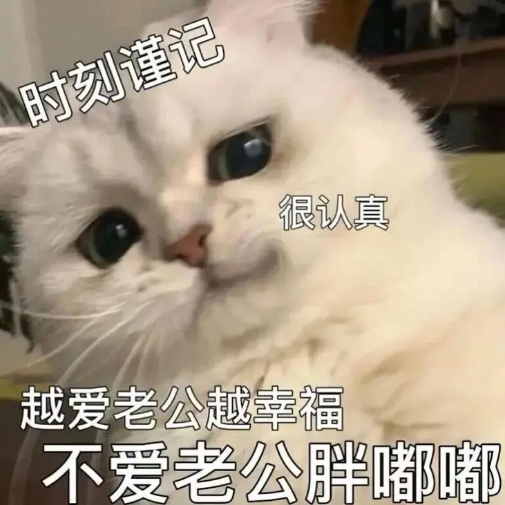 12生肖爱情对象原貌