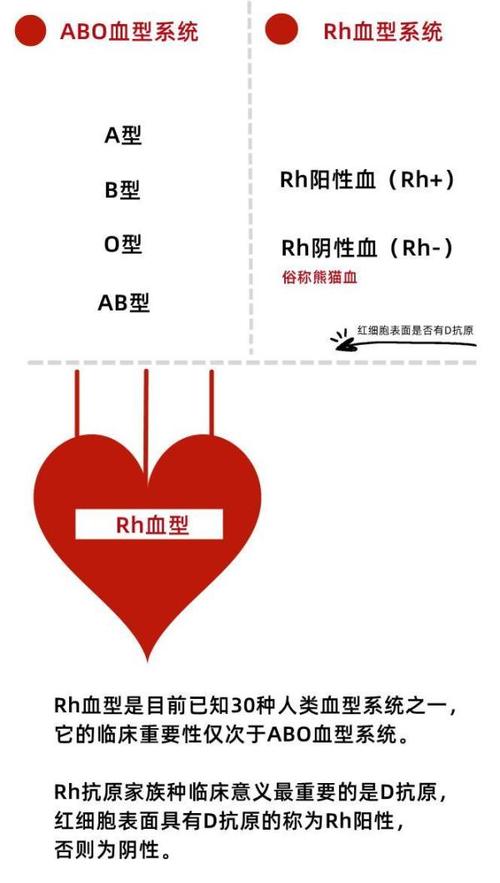 猪鼻是什么意思,rh血型是什么意思