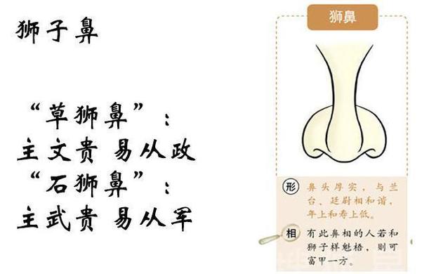 什么是狮鼻?狮鼻面相详解