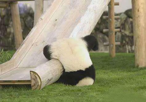 属猴都会在什么事情上栽跟头