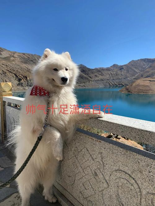 浪迹天涯,这些生肖女喜欢四海为家