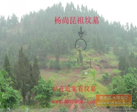 植物对墓地风水有何影响?植物与风水的联系