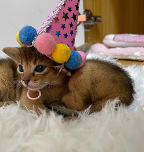 猫跟着你走是福气吗