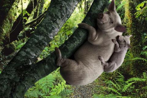 风水故事:造猪稠半仙作法