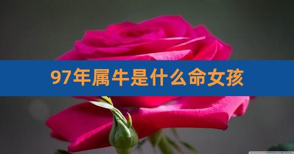 1997属牛女生的命