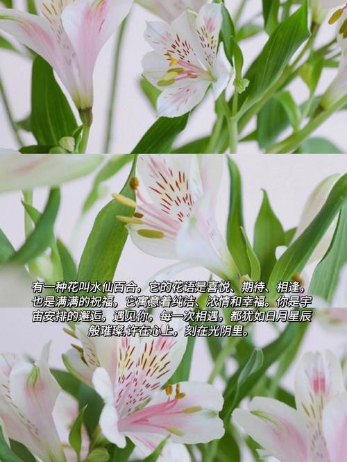各种花的花语:海芒果花语