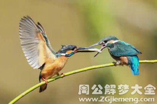 梦见很多鸟飞房间咬人