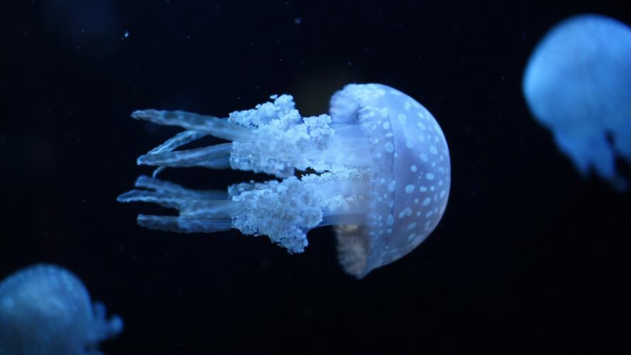 梦见海蜇在水里