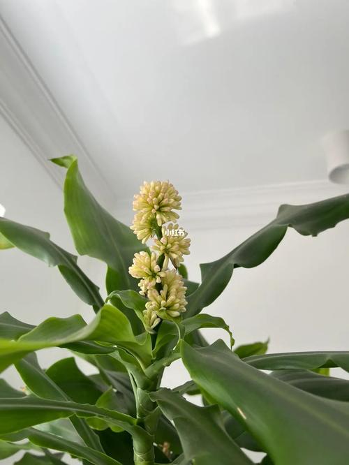 家里的竹子开花说明什么
