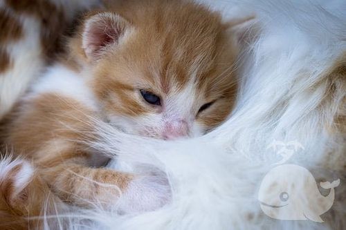 梦见猫入室内