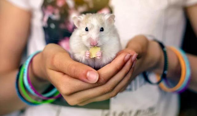 风水分析有宝宝该养狗还是猫?