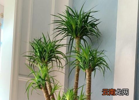 摆设什么植物影响客厅风水呢
