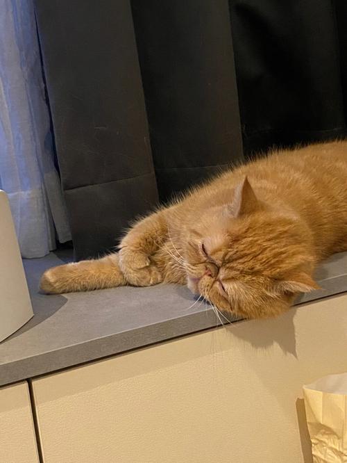 梦见猫跳来跳去
