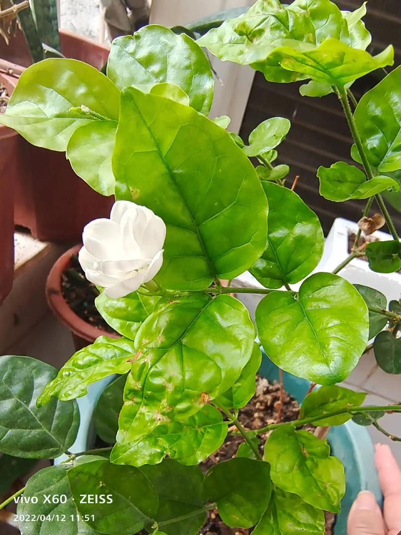 在家里种茉莉花能旺桃花运吗