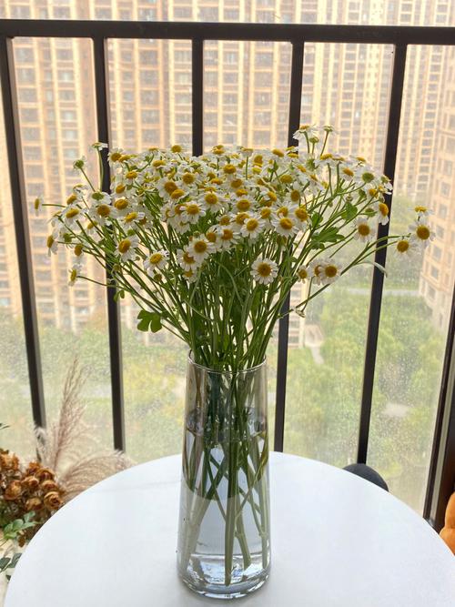 7月26日花语:德国甘菊,生日花语长寿