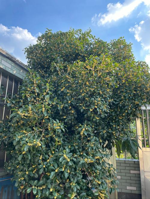 院子里种桂花树有什么影响