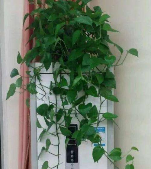 客厅空调上面放什么植物好