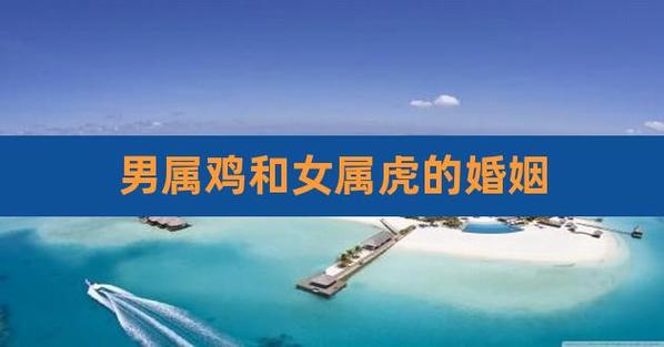女虎男鸡结婚会幸福吗?