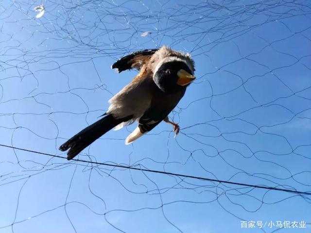 梦见被鸟攻击 梦见被鸟攻击惊醒