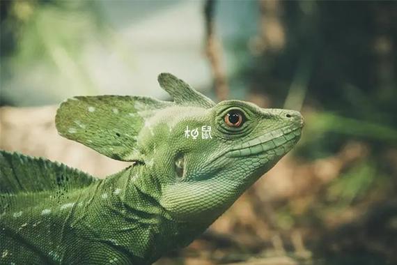 梦见四角蛇是什么意思