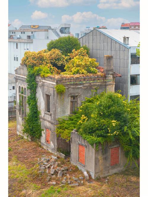 房顶上长树寓意着什么
